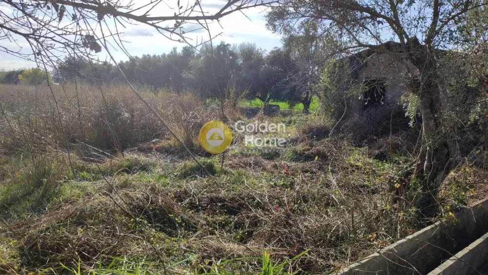 Garden - Agricultural Plot with Olive Trees in Gastouni Centre