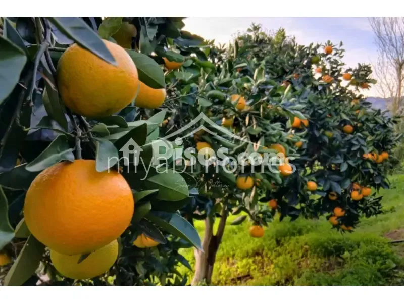 Jardin - Rustic House with Orchard in Doramas Park