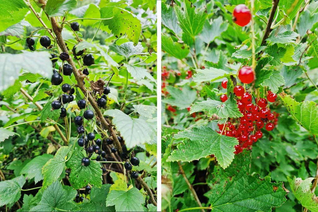 Jardin - Maison 3 pièces à Sundsvalls kommun