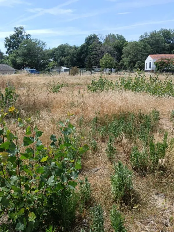 Jardin - Terrain Constructible à Orouët, Saint-Jean de Monts