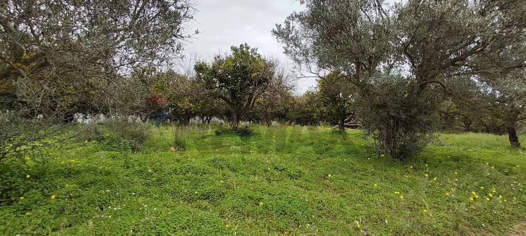 Jardin - Agricultural Plot with Olive Trees in Grammichele