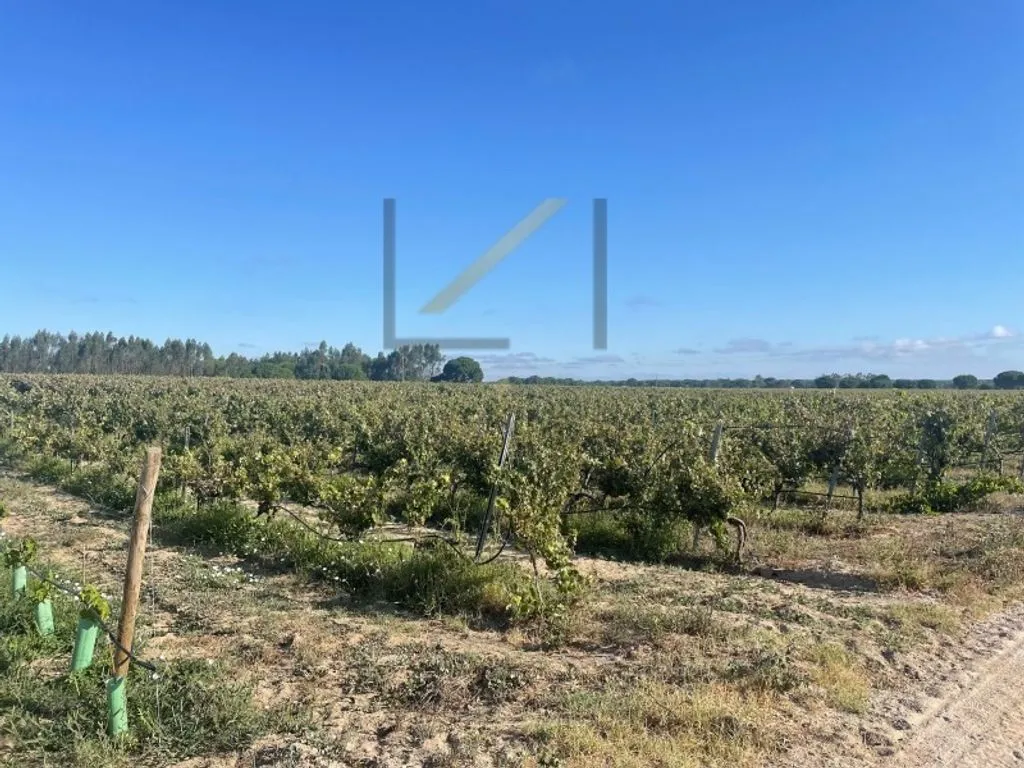 Garden - Vineyard with Production in Palmela