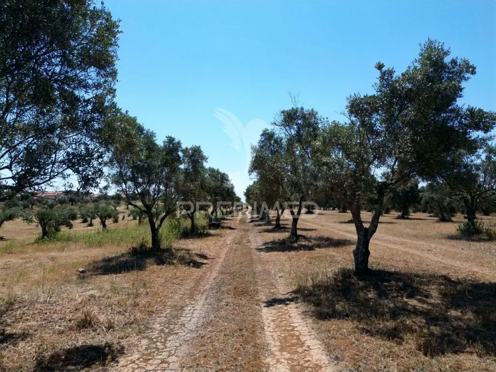 Jardin - Rural Quinta with Olive Grove in Vaqueiros