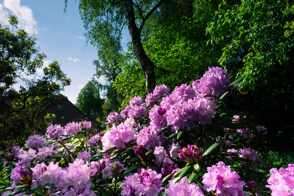 Jardin - Villa with Mature Trees in Ugchelen