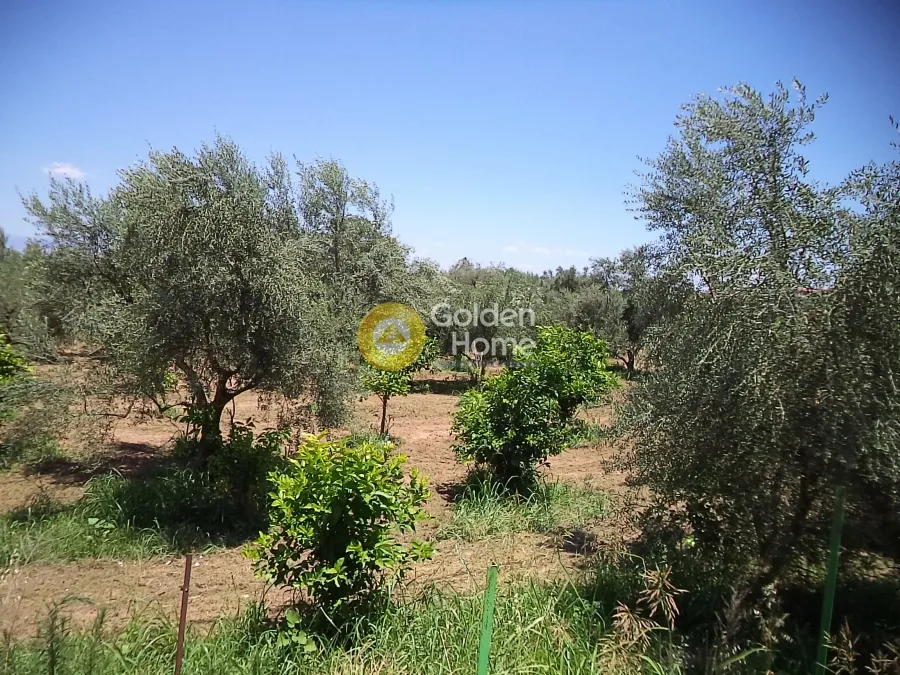 Jardin - Plot with Sea View in Diakopto - Elia