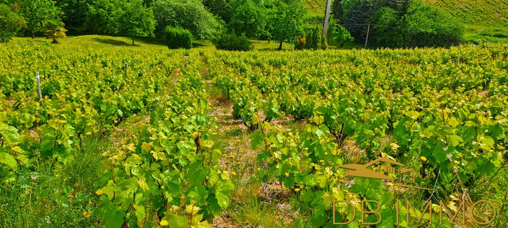 Jardin - Vignes AOC Juliénas dans le Beaujolais