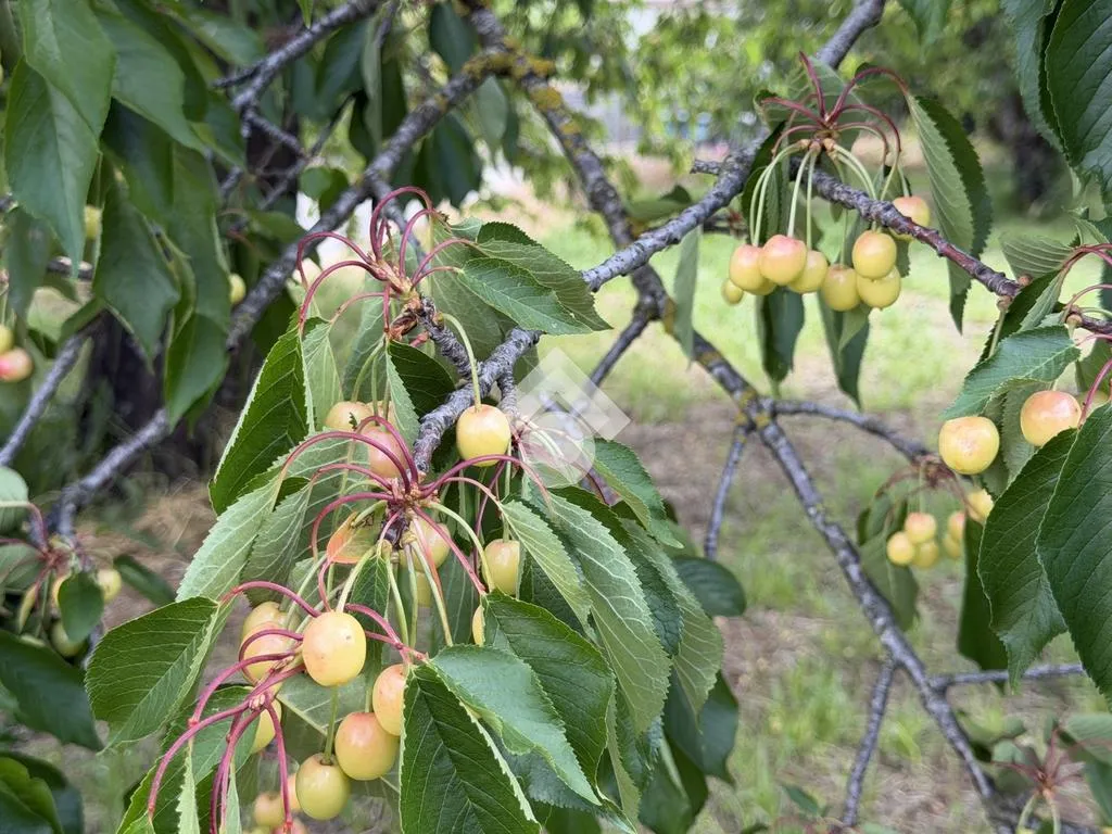 Jardin - Agricultural Land with Cherry Trees in Cervinara