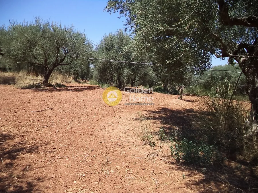 Garden - Agricultural Plot with Olive Trees in Egio Centre