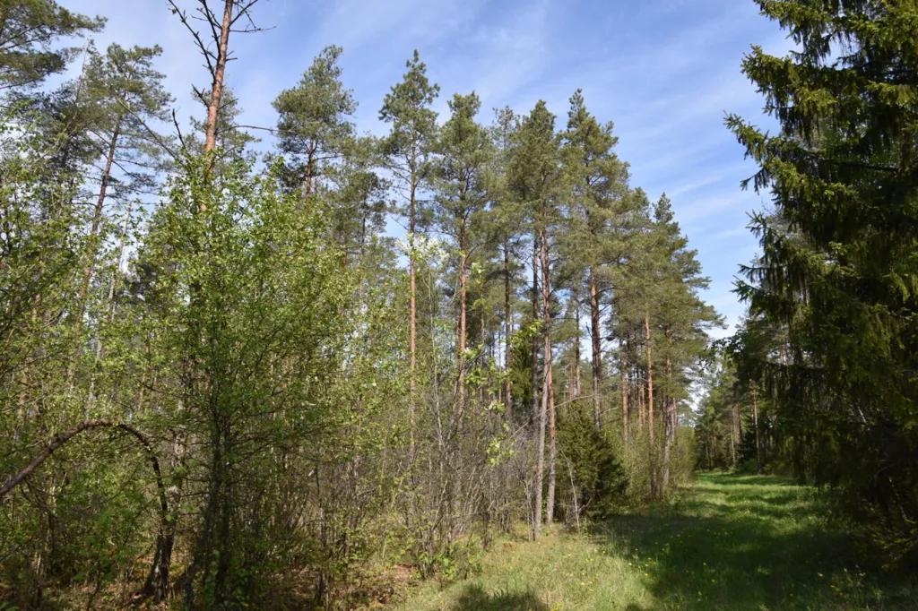 Jardin - Forested Land with Access Road in Väike-Võhma, Saaremaa
