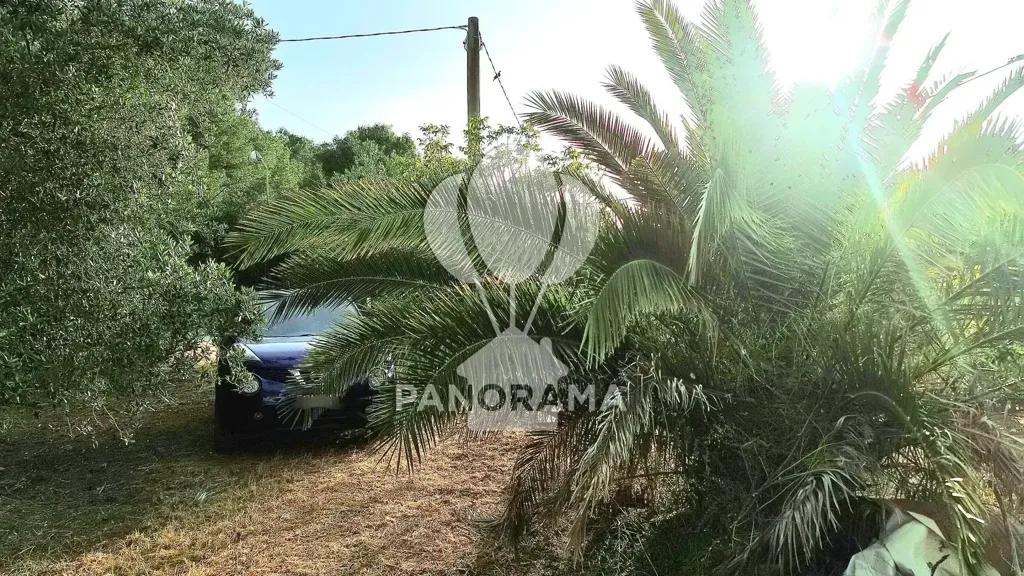 Garden - Villa with Olive Grove in Partinico