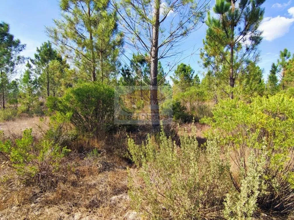 Jardin - Buildable Land with Pool Potential in Grândola