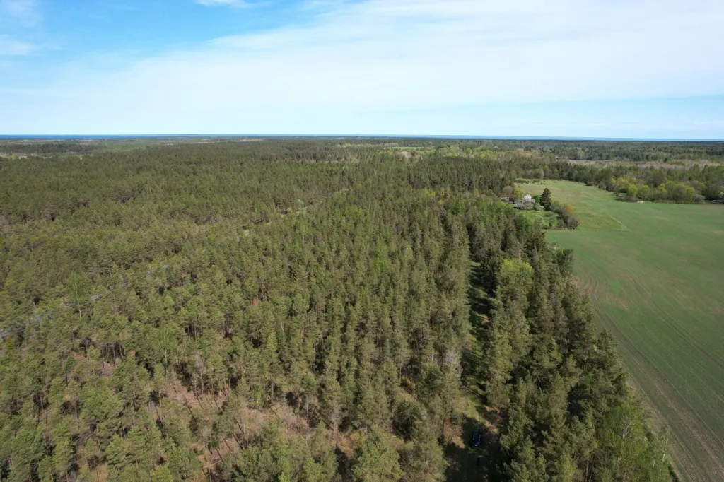 Vue aérienne - Forested Land with Access Road in Väike-Võhma, Saaremaa