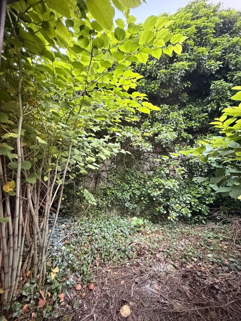 Jardin - Charmante Maison de 2 Chambres au Centre de Lier