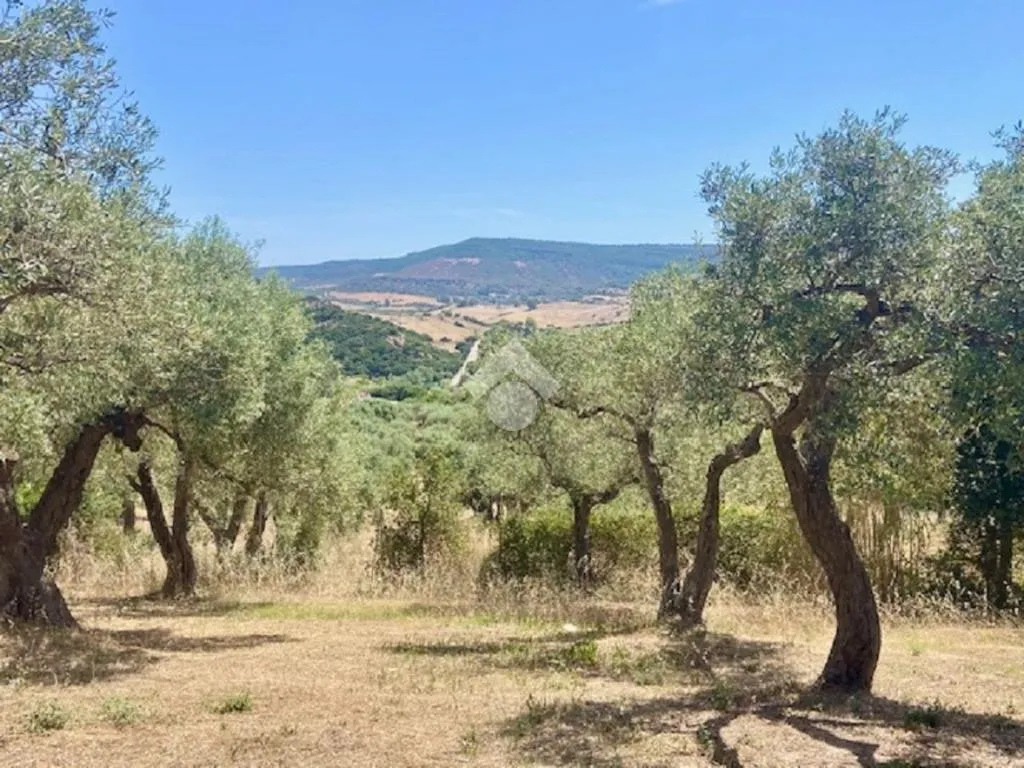Giardino - Rustico with Olive Grove in Alghero