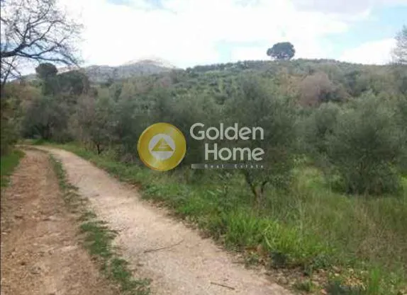 Jardin - Agrarian Plot with Olive Trees in Damasta
