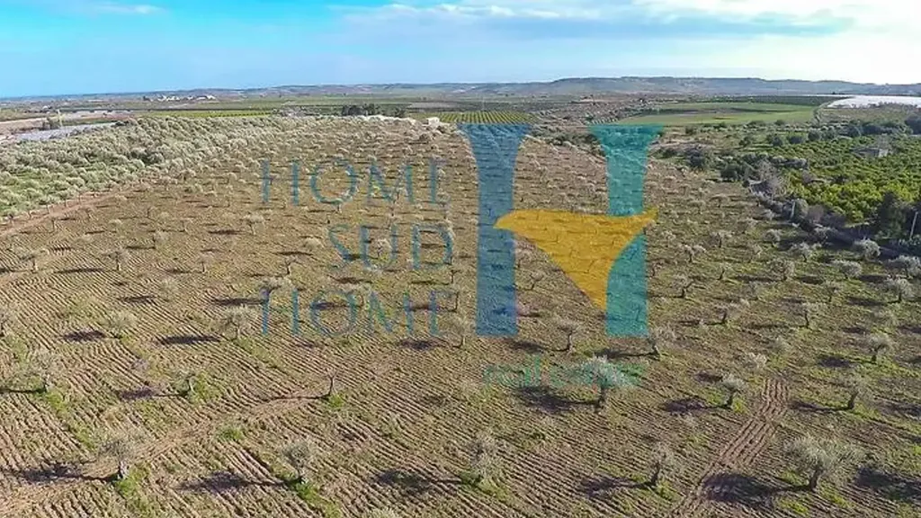 Aerial - Villa with Olive Grove in Noto