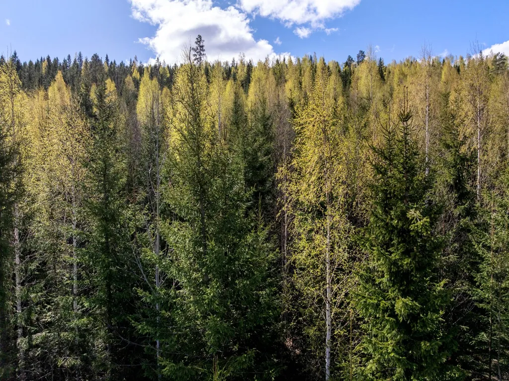 Unbuilt Land with Forest in Sundsvall