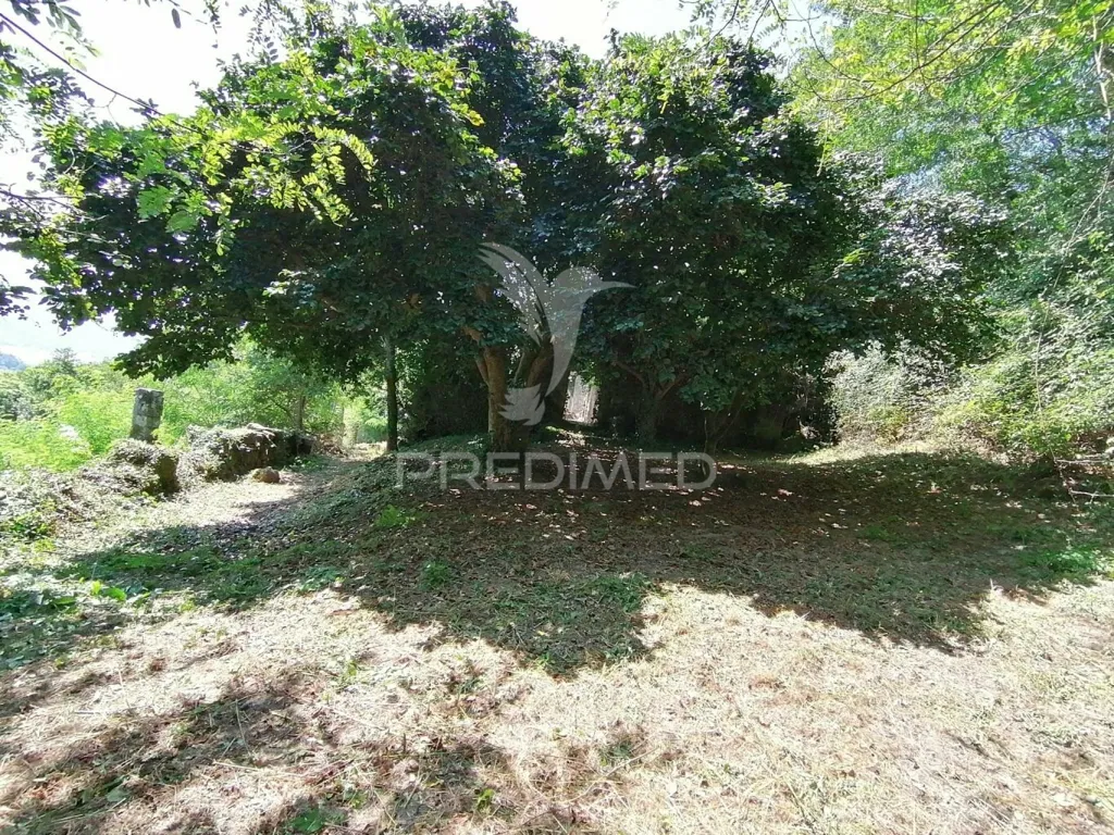 Aed - Rural Quinta with Olive Trees in Douro Region