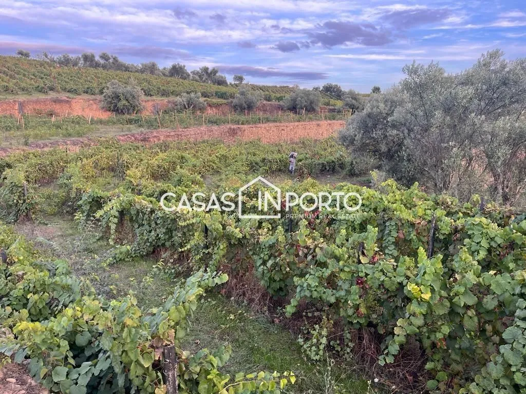 Aed - Luxury Farmhouse with Vineyard in Peso da Régua