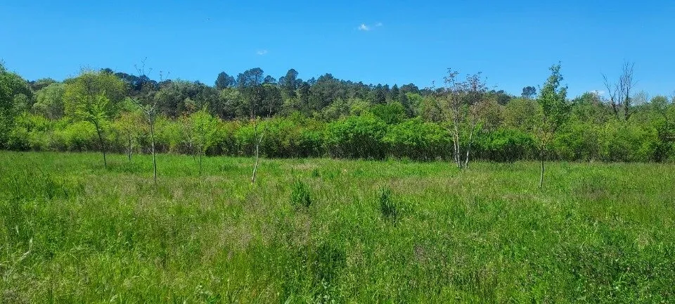 Jardin - Terrain à Bâtir avec Vue sur Jardin à Tourves