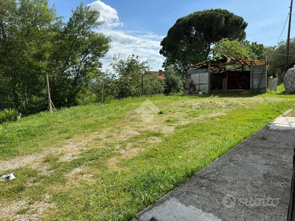 Aed - Rustic House with Olive Grove in Buggiano