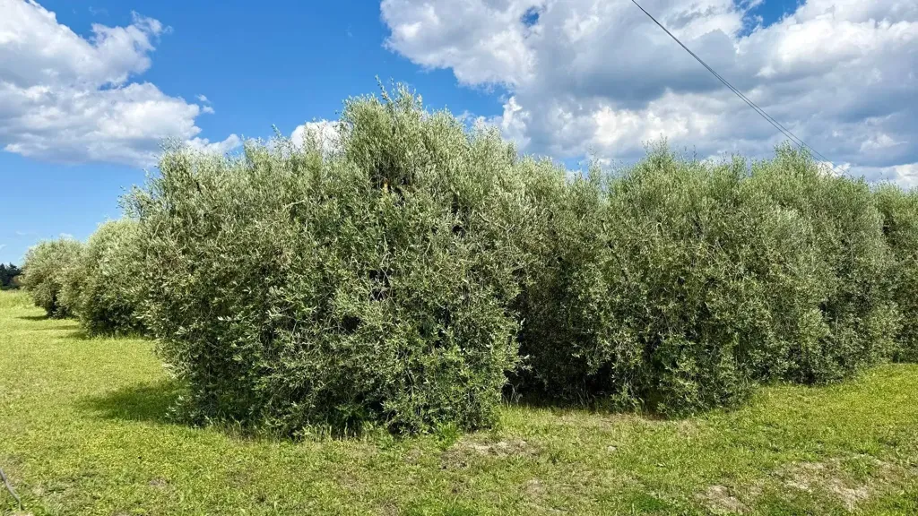 Aed - Rustic Casale with Olive Grove near Orbetello