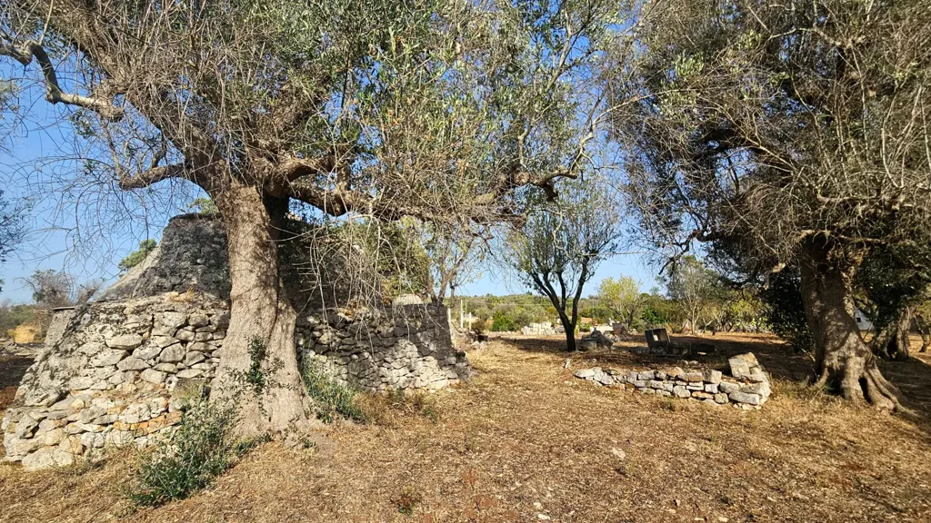 Jardin - Trullo with Olive Grove in Carovigno