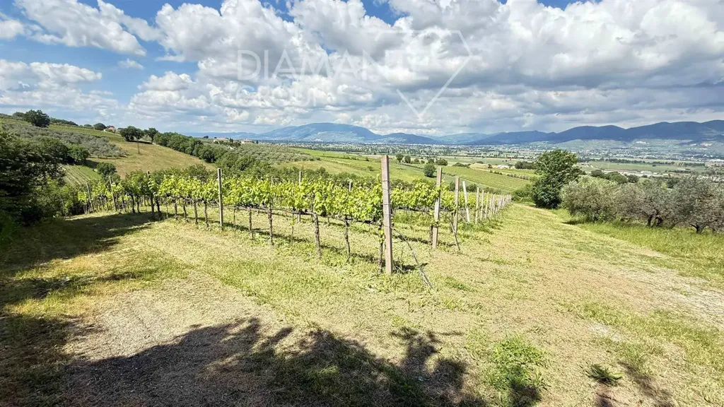Aed - Rustic Farmhouse with Vineyard in Montefalco