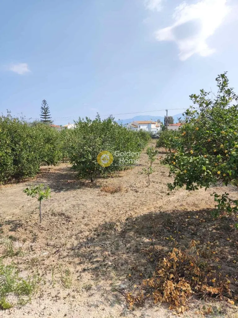 Aed - Plot with Lemon Trees in Xylokastro-Melissi