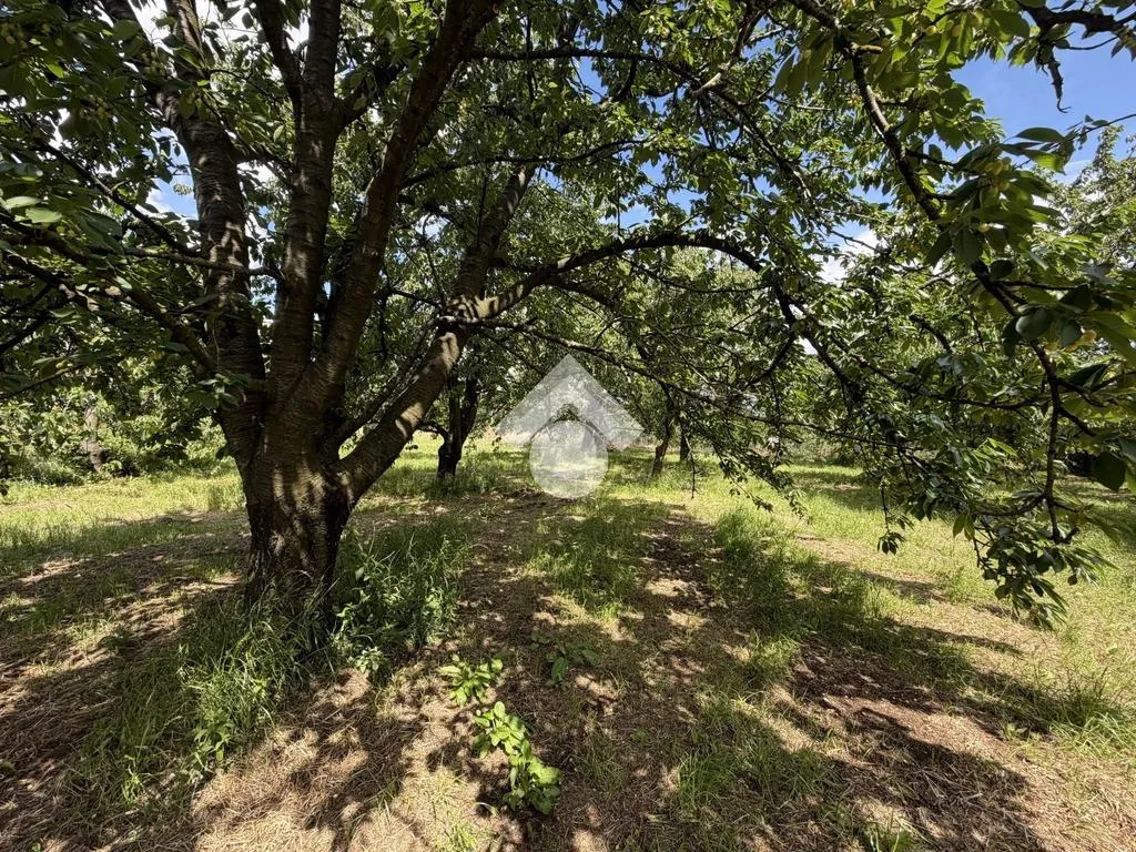 Jardin - Agricultural Land with Cherry Trees in Cervinara