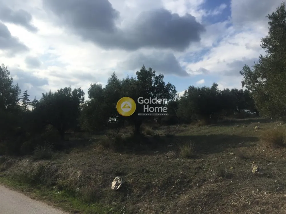 Jardin - Agricultural Plot with Olive Trees in Keratea