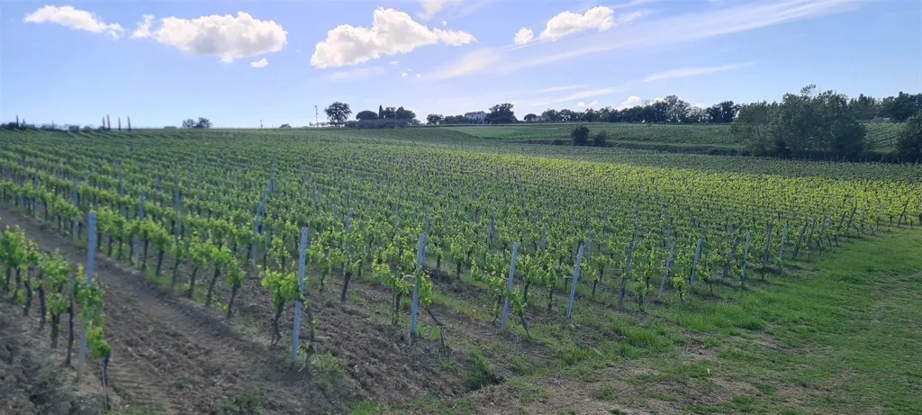 Aed - Winery with Vineyards in Montepulciano