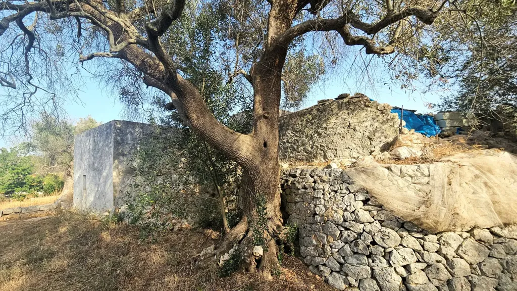 Extérieur - Trullo with Olive Grove in Carovigno