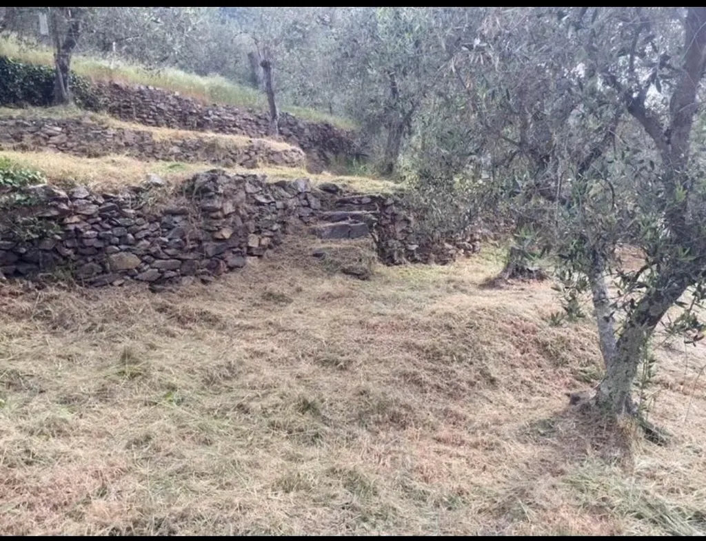 Jardin - Olive Grove with Panoramic View in Italy