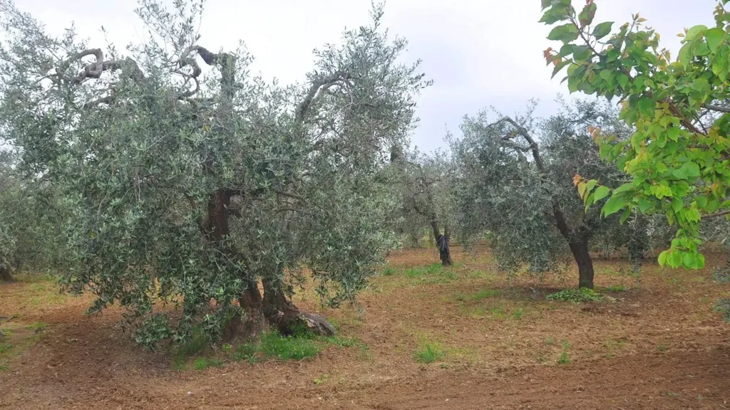 Jardin - Bifamiliar Villa with Olive Grove in Rosignano Marittimo