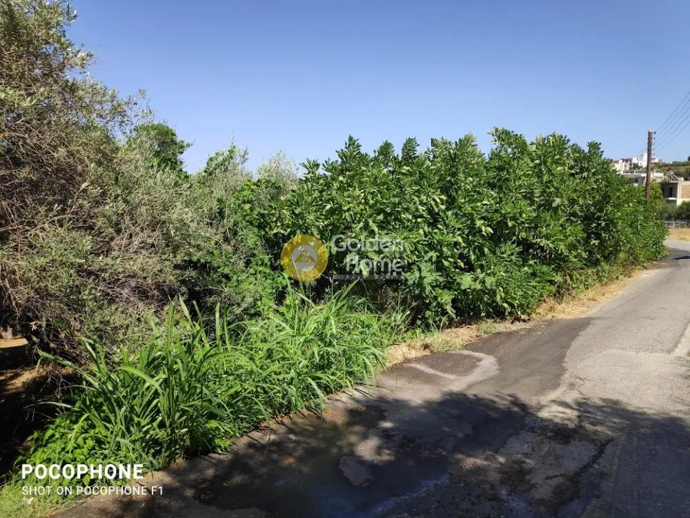Aed - Plot with Olive Trees in Heraklion, Crete
