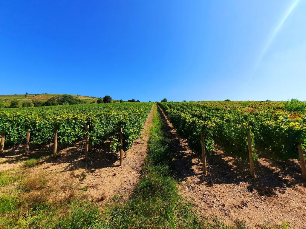 Jardin - Vignes AOC Juliénas dans le Beaujolais