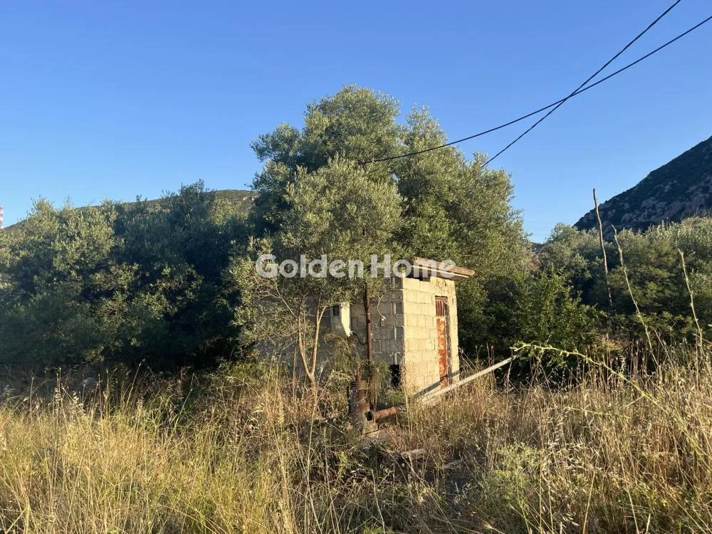 Giardino - Commercial Plot with Olive Trees in Traganá