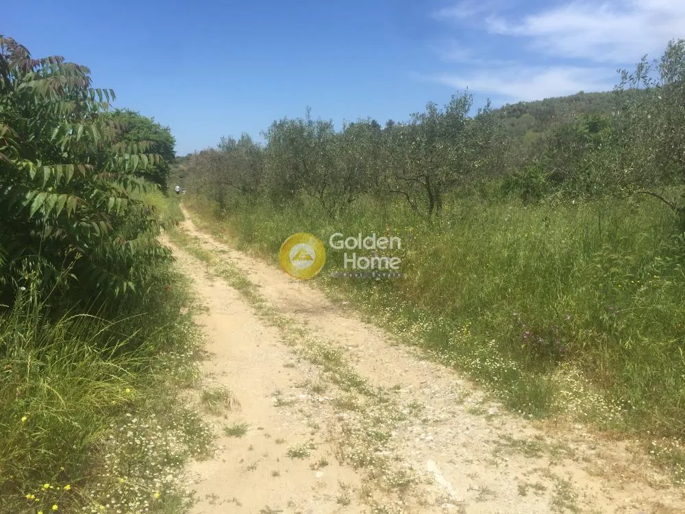 Aed - Agricultural Plot with Olive Trees in Avgoria