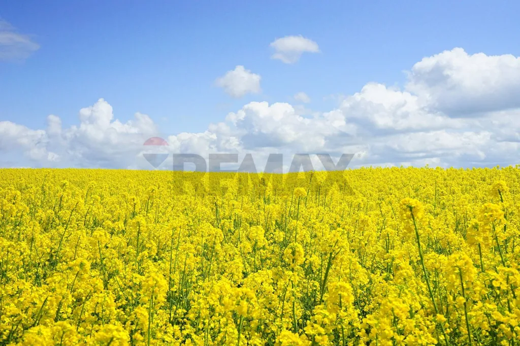 Jardin - Agricultural Land with Solar Exposure in Serravalle