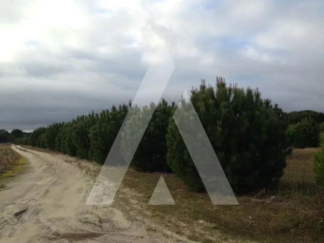Jardin - Rural Land with Vineyard Potential in Montijo