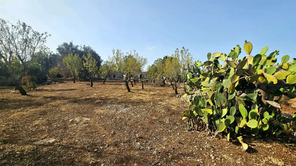 Jardin - Trullo with Olive Grove in Carovigno