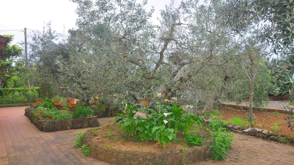 Jardin - Bifamiliar Villa with Olive Grove in Rosignano Marittimo