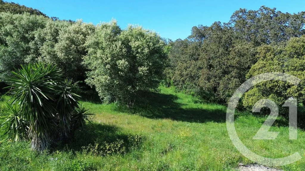 Giardino - Constructible Land with Sea View in Rogliano