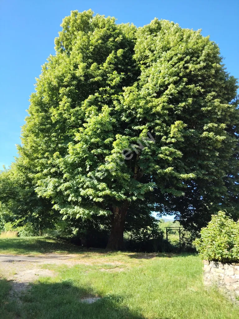 Garden - Country House with Source in Saint-Vincent-de-Durfort