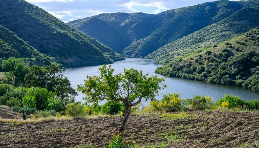 Vineyard with Riverfront in Douro Superior