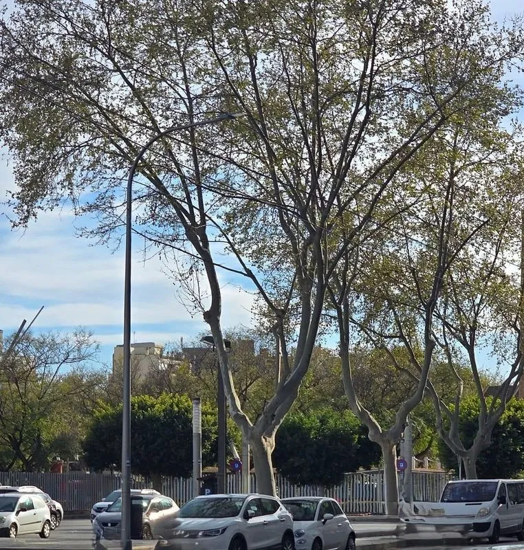 Apartment for Renovation in Palma Centre