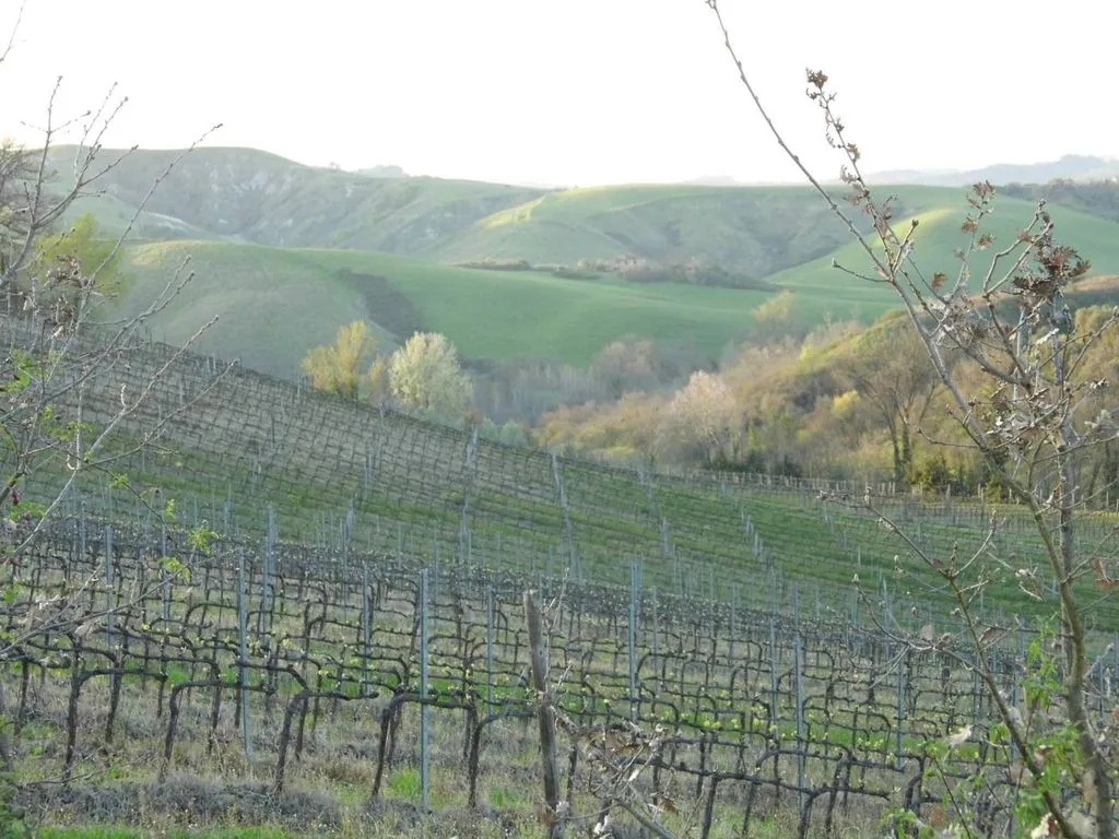 Garden - Vineyard Estate with Olive Grove in Suvereto