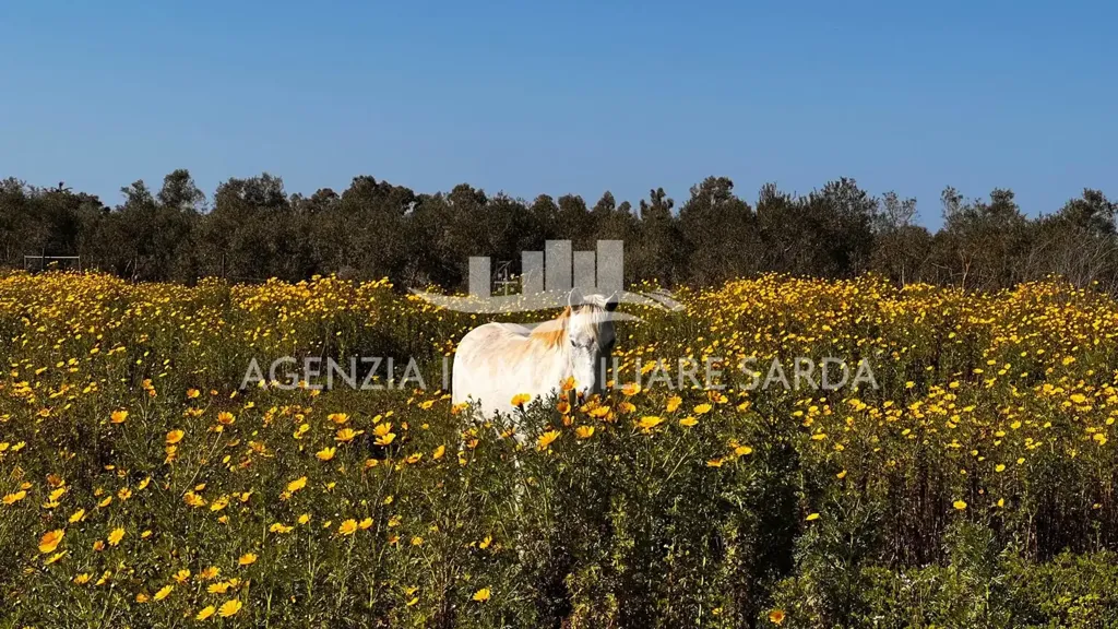 Jardin - Villa with Seafront Potential in Alghero