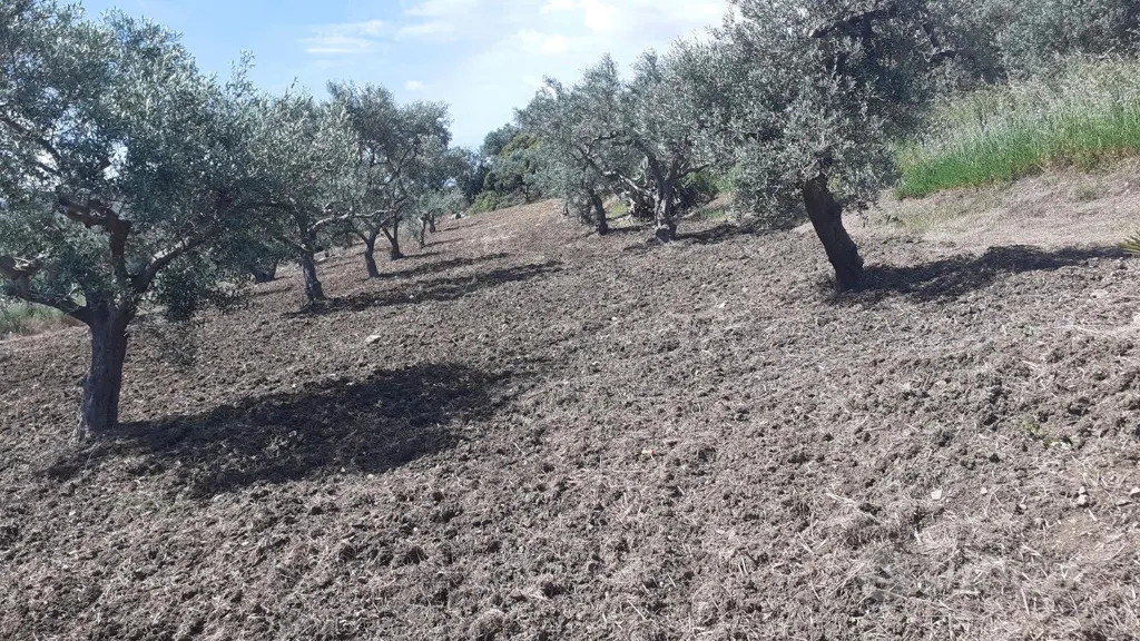 Jardin - Olive Grove with Centuries-Old Trees near Torretta